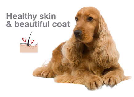 SANTSCO: cute dogs, dogs pics, dogsimages, dogs, spaniel dog ,spaniel ...