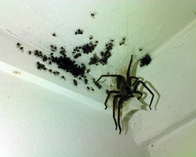 [spider-hell.jpg]