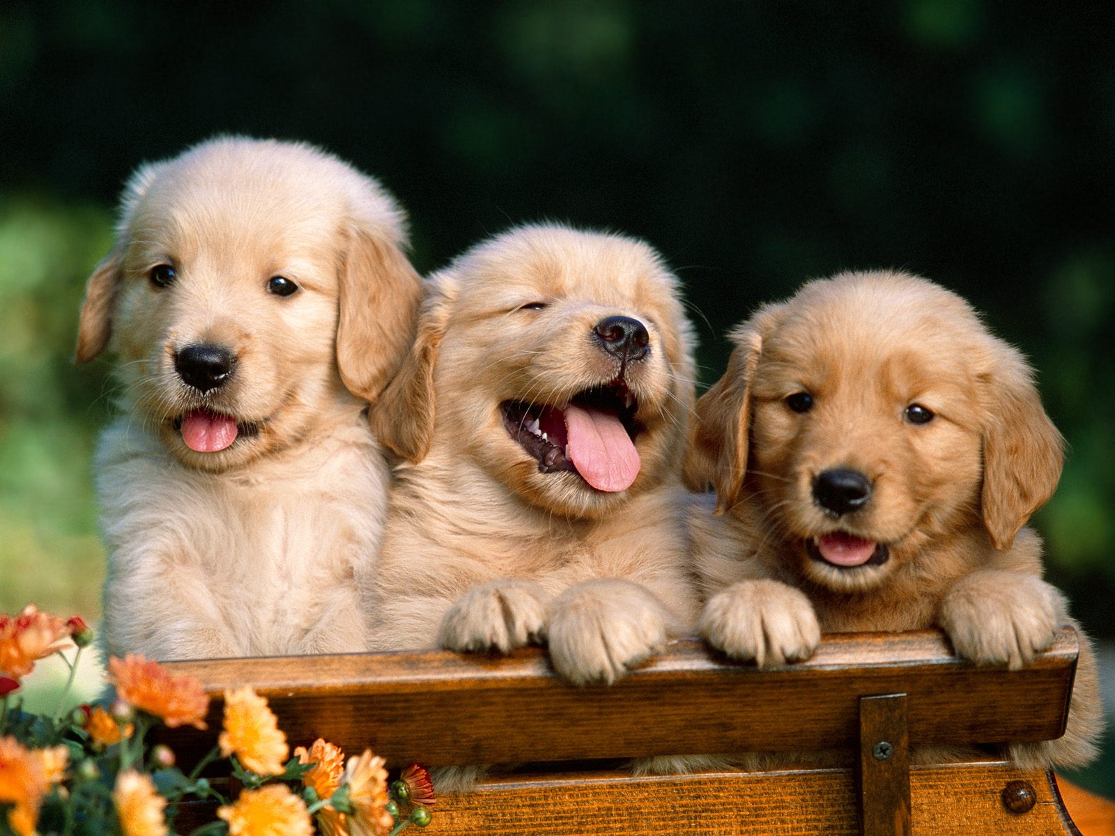 [Friends_Forever_Golden_Retriever_Puppies.jpg]