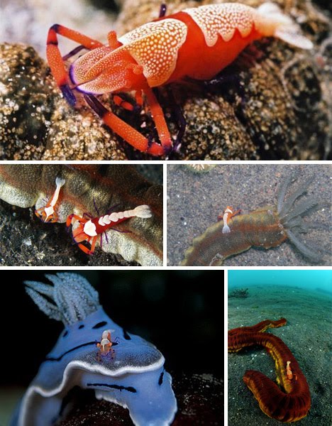 Dewi Sri Wulan Blog: KEINDAHAN ALAM BAWAH LAUT