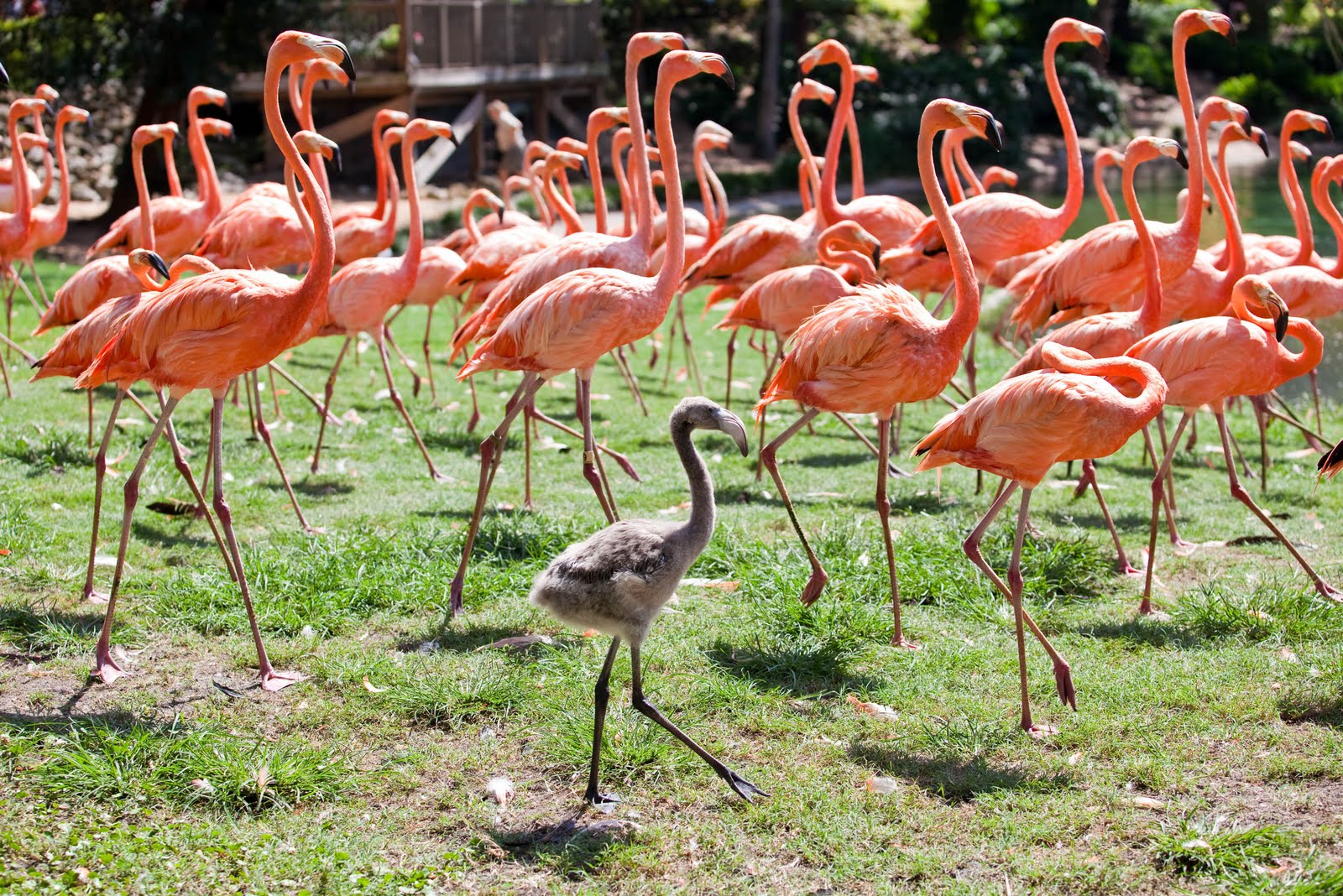 TPA Quick Take BABY FLAMINGOS HATCHED AT BUSCH GARDENS TAMPA BAY