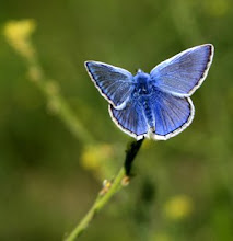 BLAU ZEIÀ