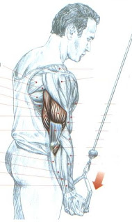 triceps+unilateral+no+pulley+em+supinacao.jpg