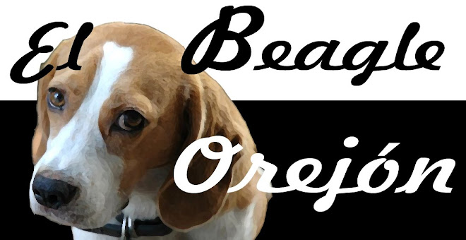 El Beagle Orejón