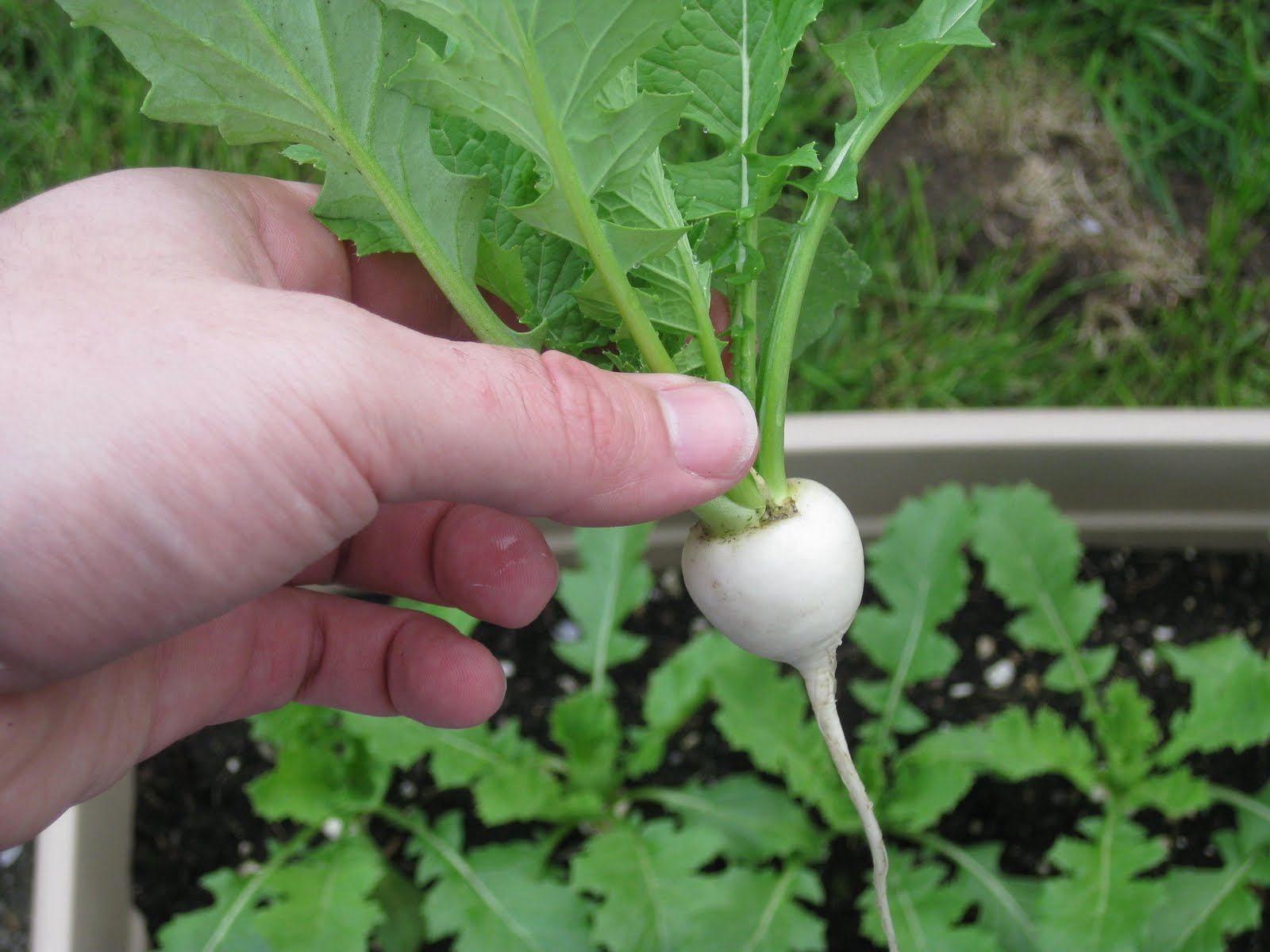 Everett Cellars Let the turnip feast commence!