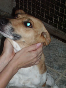 cão maluquinha...