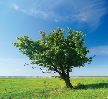 Info Vitamin Sihat: Pohon Hijau