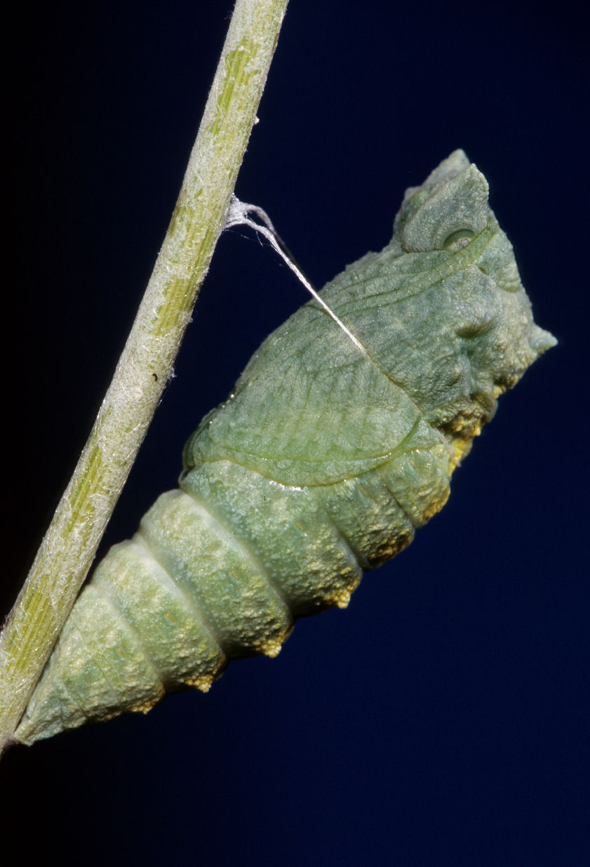 TEMPO PIENO DI.......... IL CICLO VITALE
