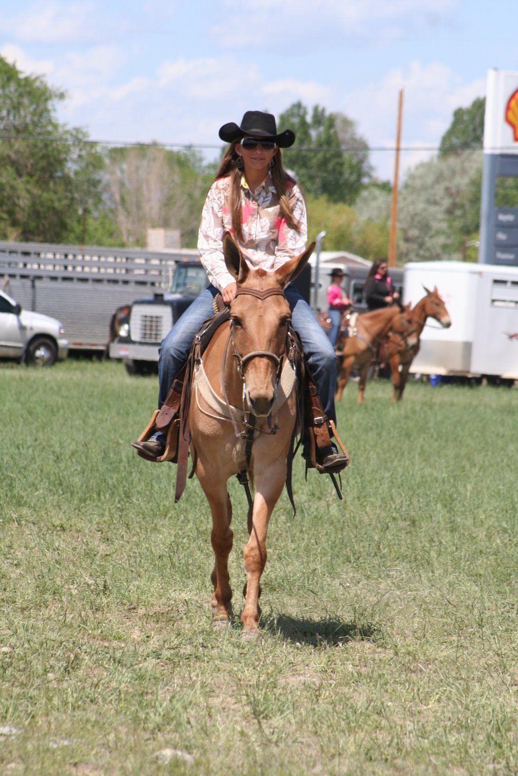 PairADice Mules Getting Ready for the Rodeo, Jake Clark Days