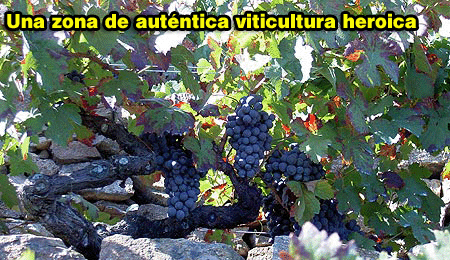 [viticultura+heroica.gif]