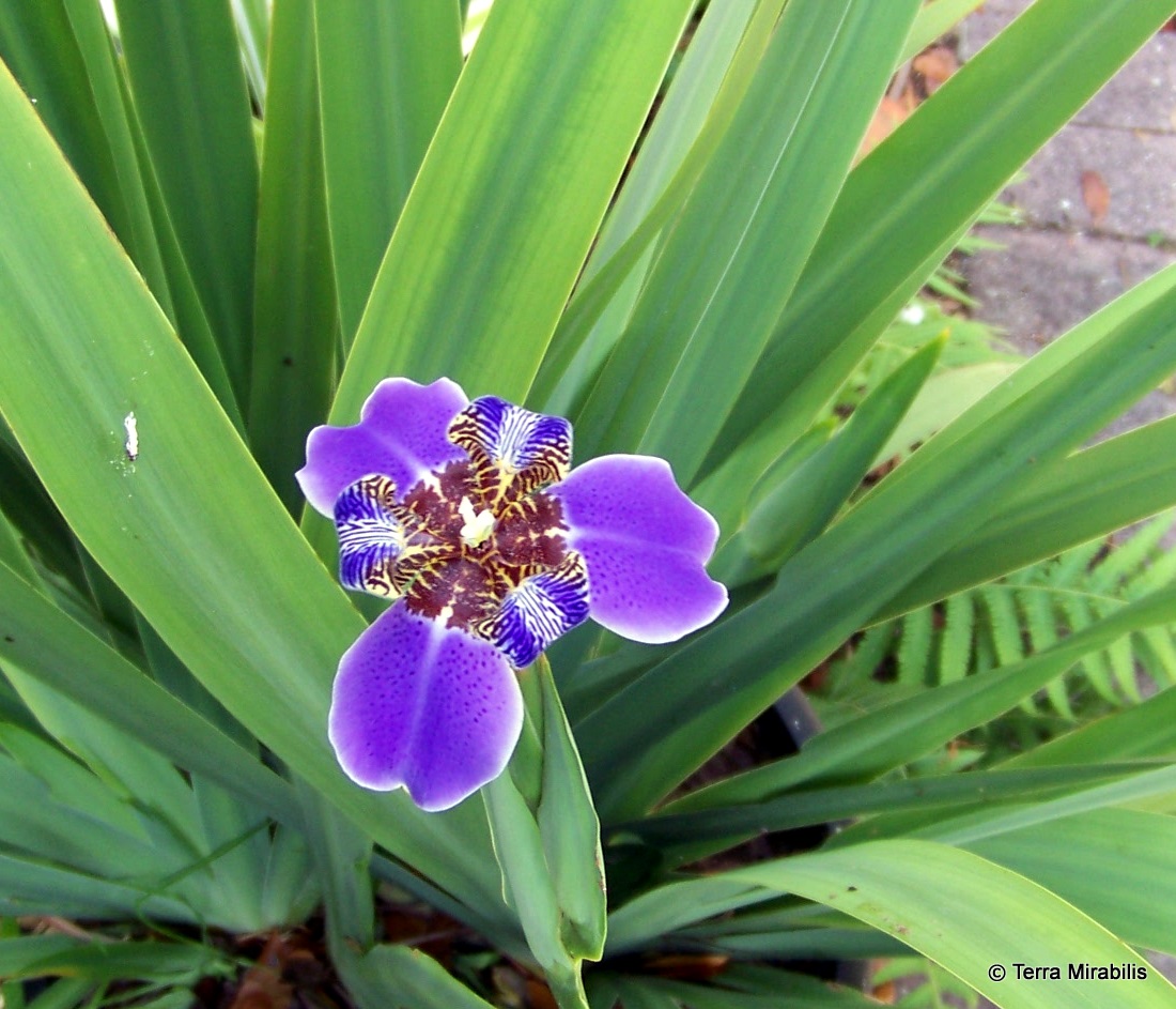 Terra Mirabilis Blue walking iris