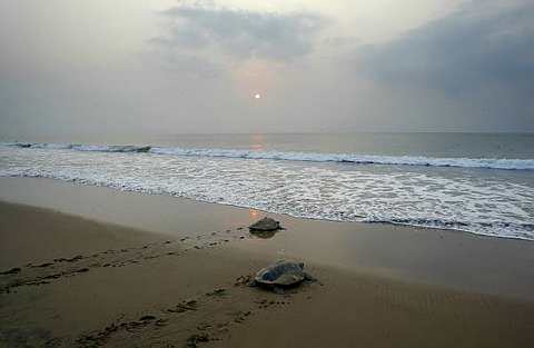 [Olive+Ridley+4.jpg]