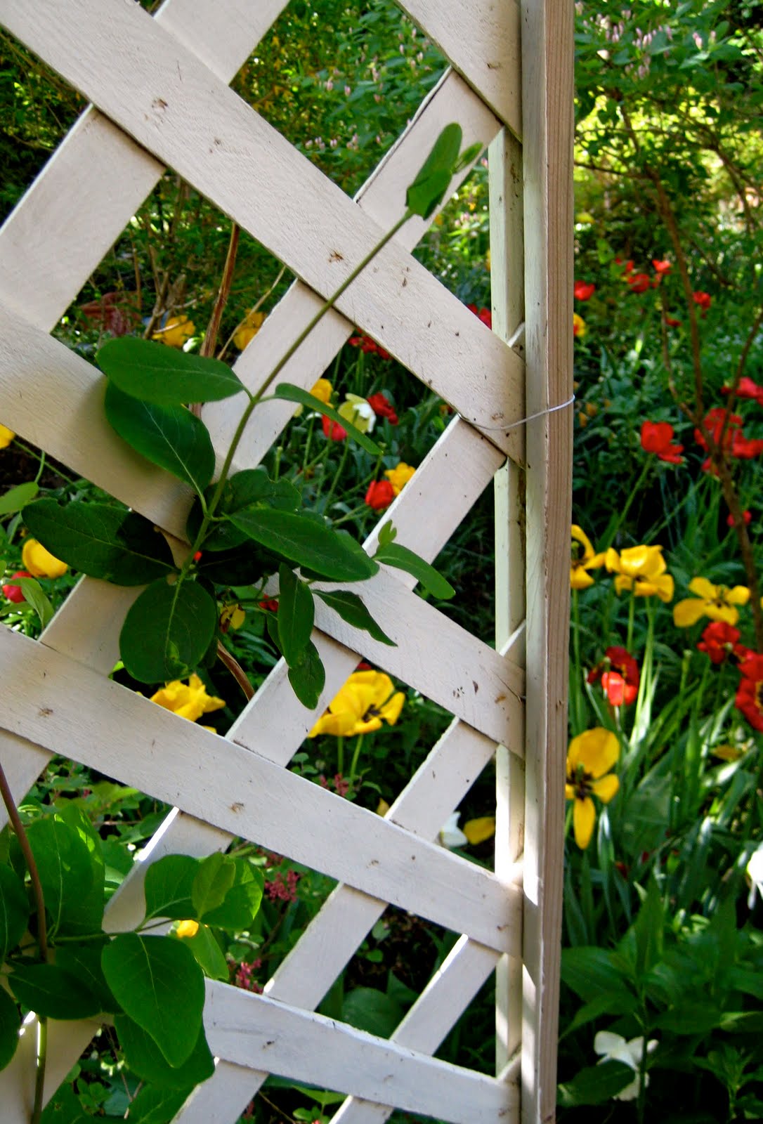 LATTICE IN MY GARDEN