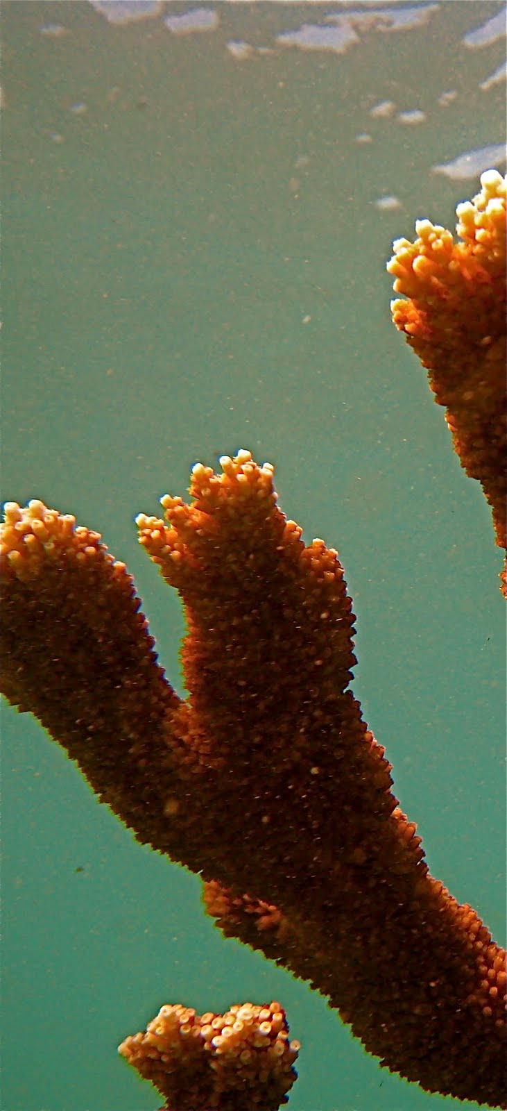 Marine Life of Puerto Rico Coral Species