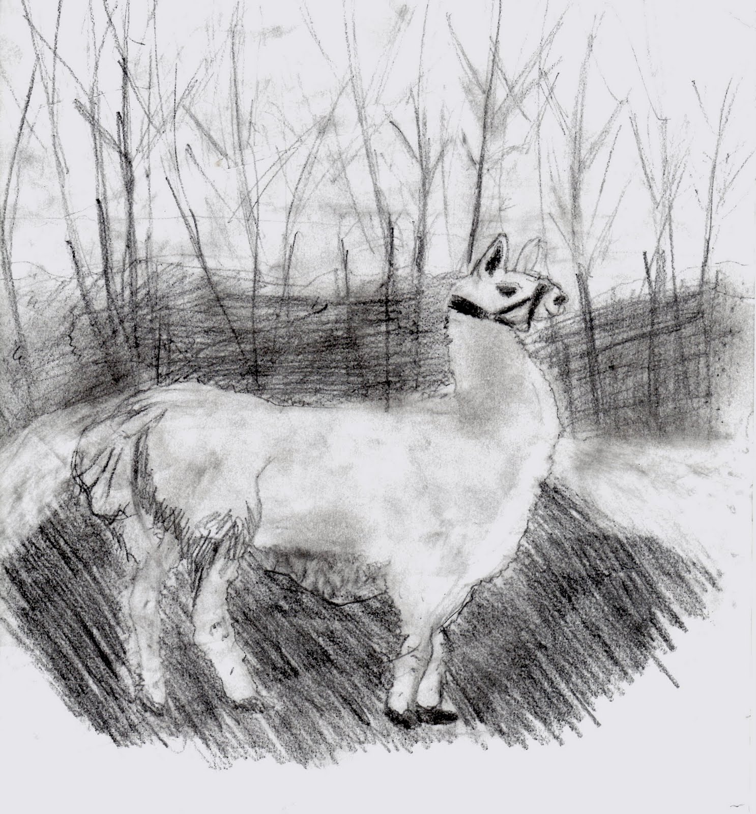 [Llama+Shelby+Skinner.jpg]