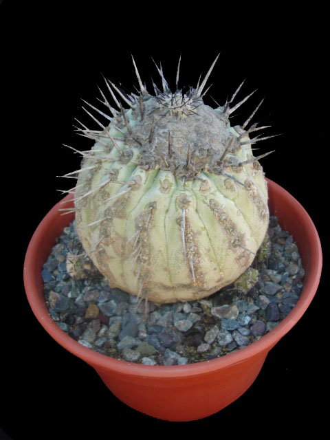 [copiapoa+cinerea.JPG]