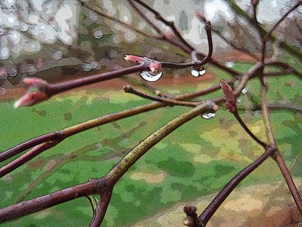 [Rain-on-tree.jpg]