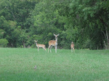 Limping Deer and the Twins