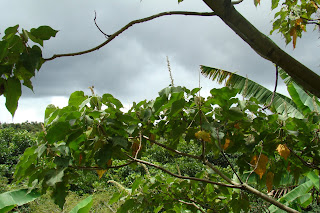 Mariposas: El targuá