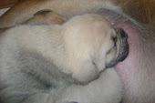 gro teca