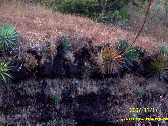 Vegetación en las orillas de una de las islas de la presa Corrinchis
