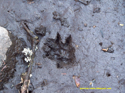 Huellas de mamífero en el bosque subcaducifolio - Nasua narica