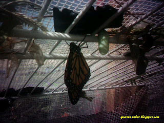Mariposa Monarca en el parque metropolitano