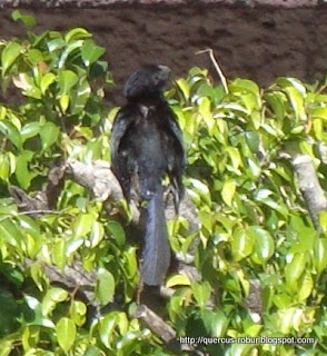 garrapatero pijuy (Crotophaga sulcirostris) en árbol