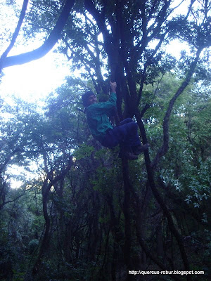 Tarzan? Las lianas soportan muy bien!