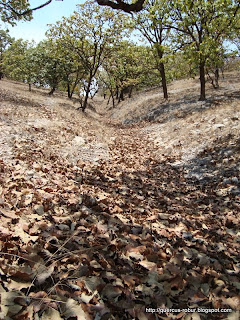 Arroyo de hojas de roble