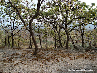 Bosque de encinos, musgo y lugar de acampado