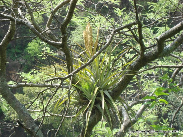 Flora en los árboles