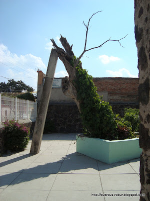 árbol en el atrio de la iglesia de la Santa cruz