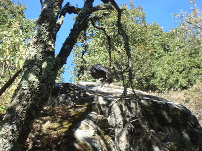 Ave de rapiña en Cerro Viejo