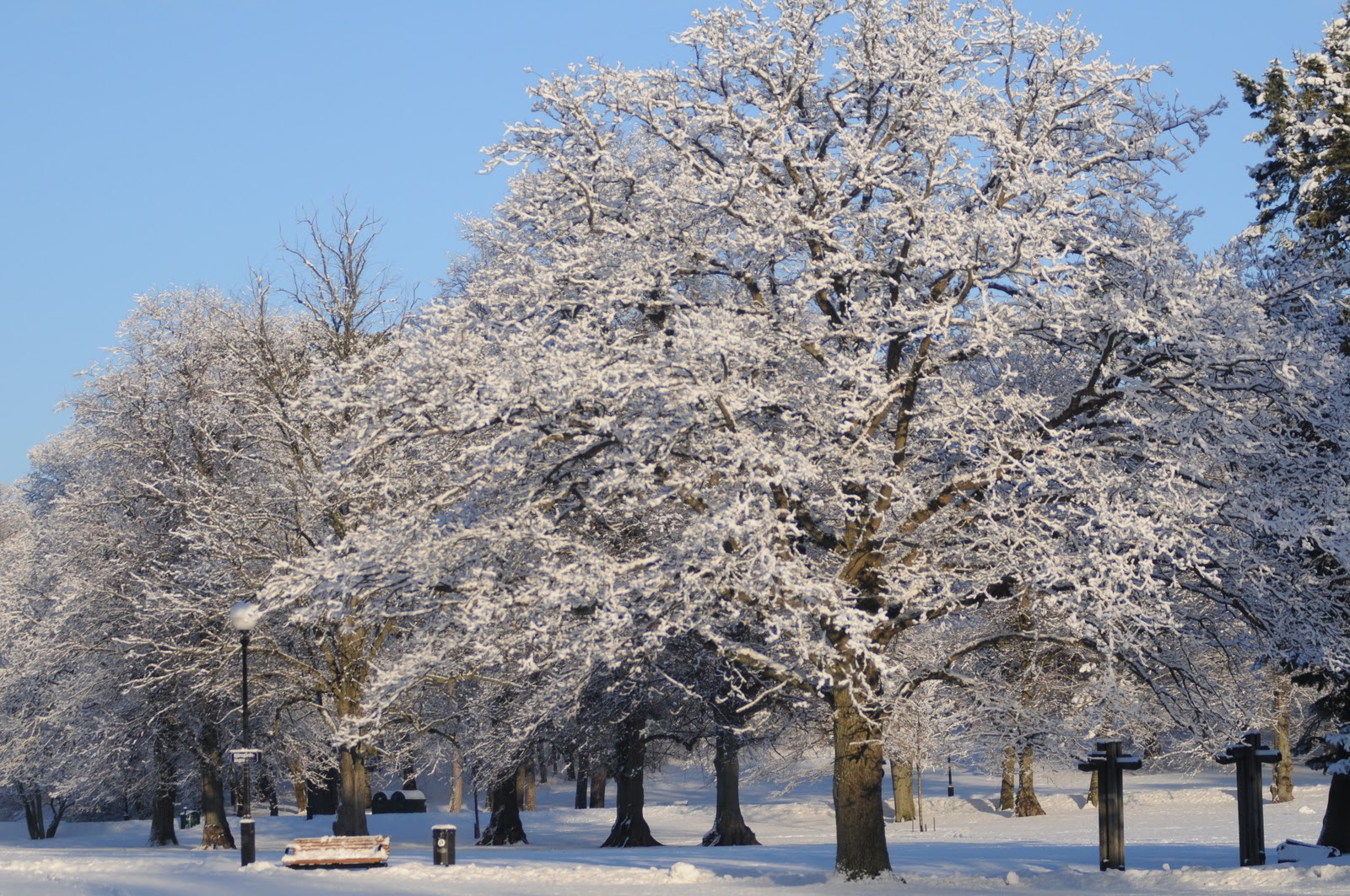 Life to the Extreme: Vinter i Göteborg, Slottsskogen