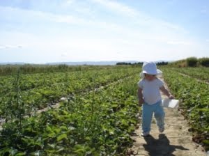 [organic_fields.jpg]