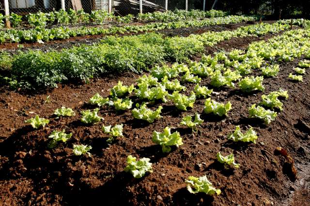 [agricultura+orgânica.jpg]
