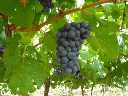 [uva_lagoa_grande.jpg]