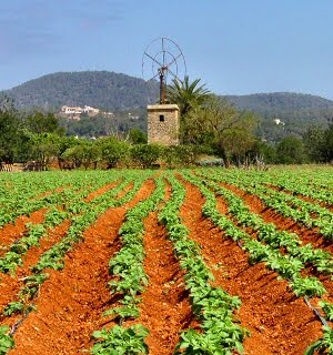 [cultivo+orgânico+em+burgos.bmp]