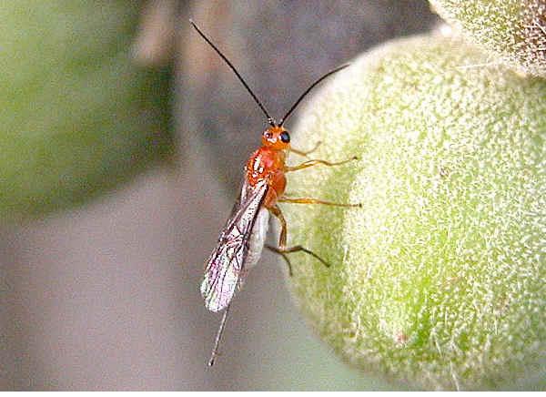 [Diachasmimorpha%20longicaudata.jpg]