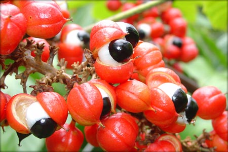 [Guarana.jpg]