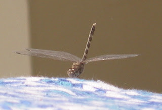 THE DRAGONFLY...