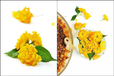 PRALINE PUMPKIN PIE ... FALLING FOR DESSERT! 31 IMG 9234 horz