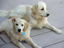 This blog has 2 dogs