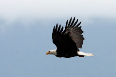 Eagles in Seabeck, WA