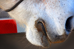 Horse Noses.... gotta love 'em!