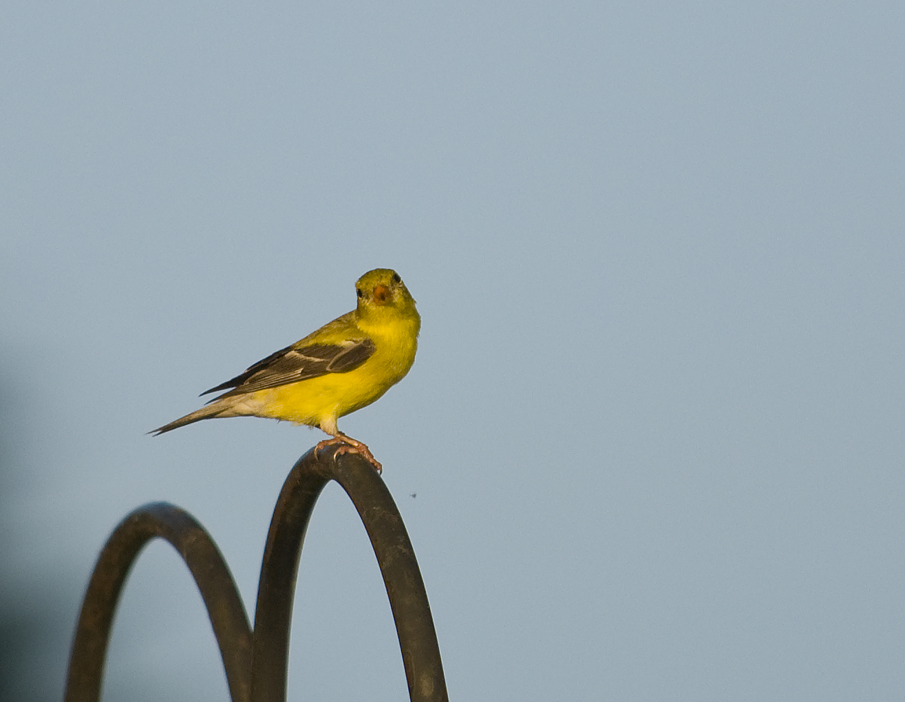 [yellowfinch2.jpg]