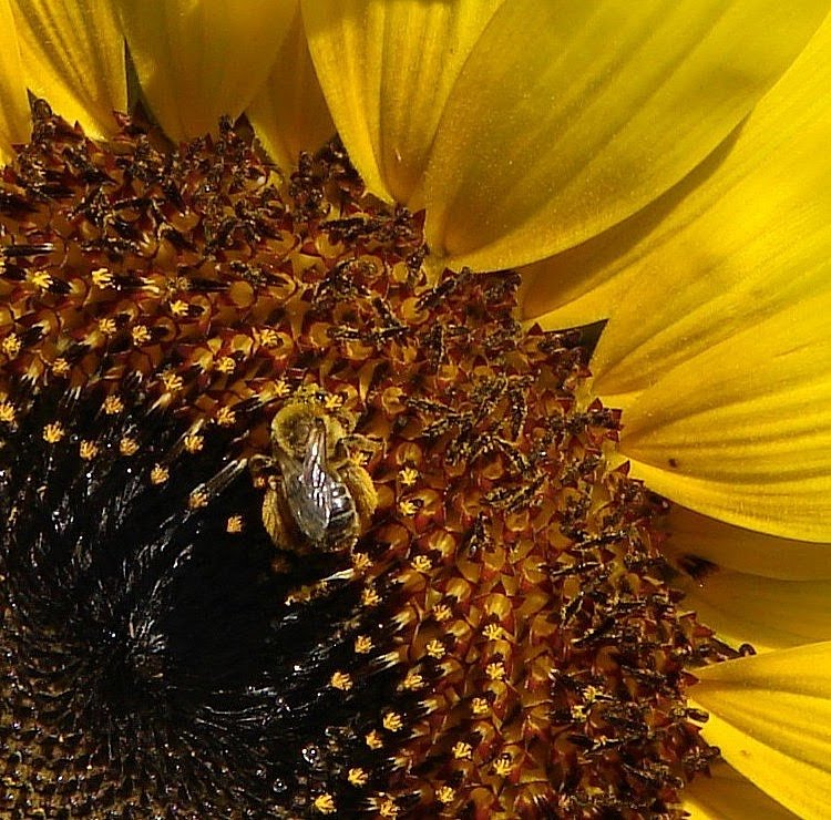 [close+up+sunflower.jpg]