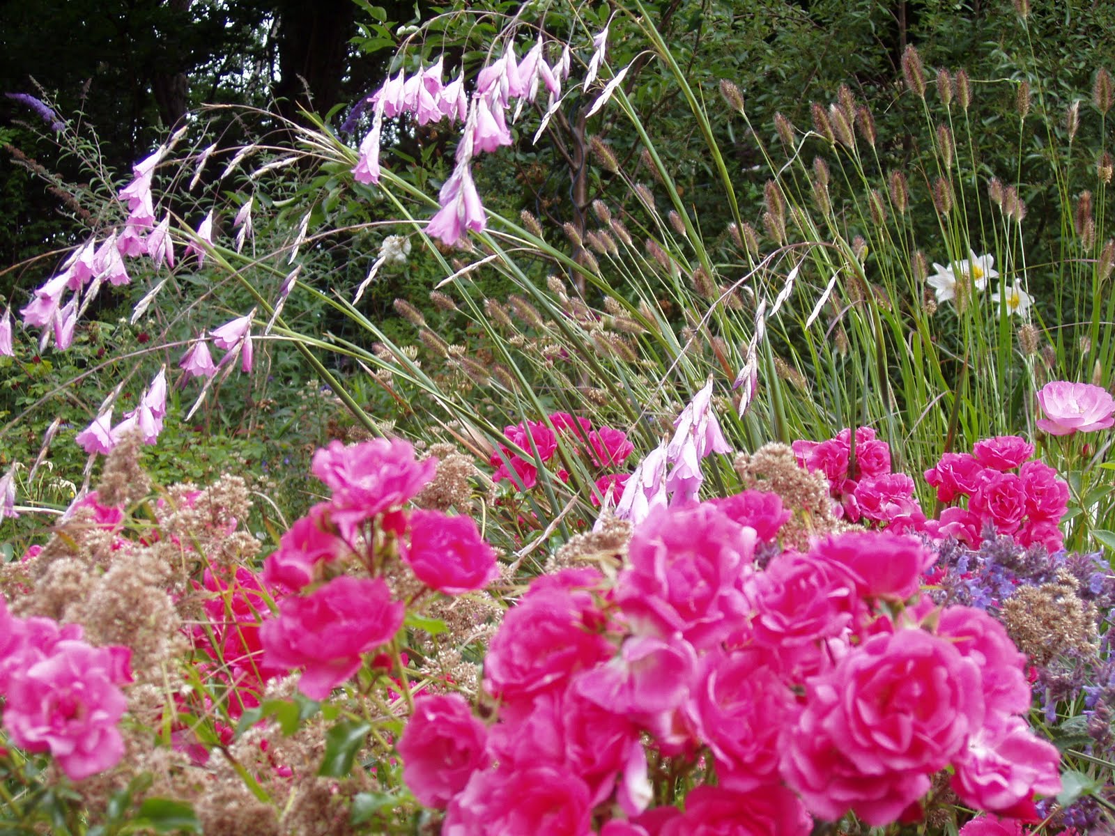 Valley Garden Paradise: Angel's Fishing Rods through the Sweet Haze