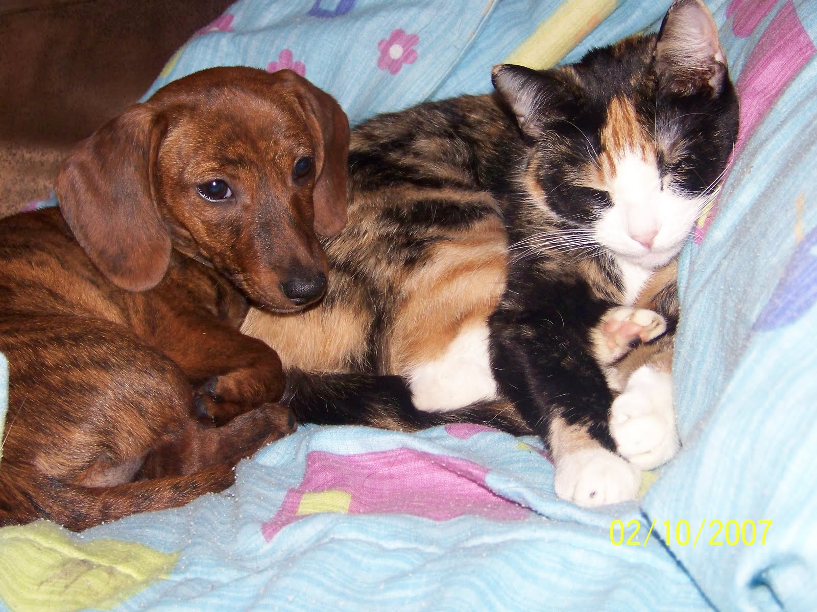 North Texas Blogger & Paulette's Comedy The Dachshund and The Cat